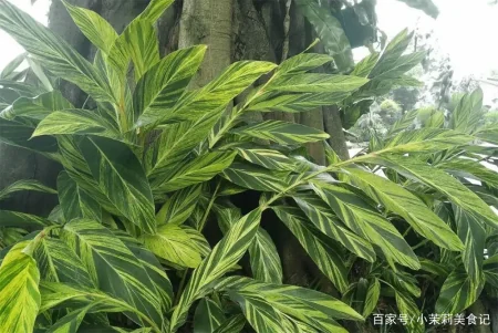 端午节，农村常见的15种“树叶”都能包粽子，味道清新，涨知识了-怎样用一片叶子包粽子